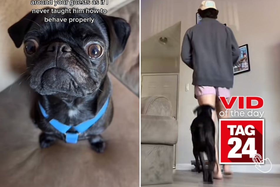 Viral Video of the Day for May 9, 2023: Unruly pup gets the Mean Girls treatment
