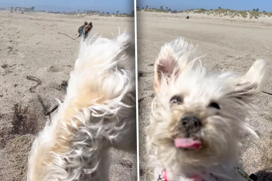 "No harm done!" Ellie seems to want to tell her owner as she jumps up to the camera immediately after the fall.