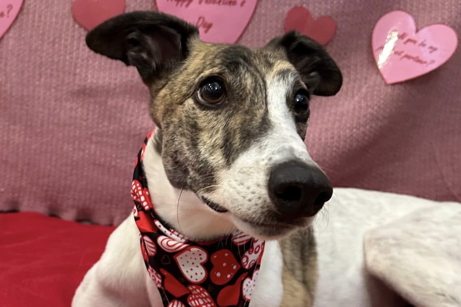 Danny has already brought a lot of joy to his new home after just a few weeks.