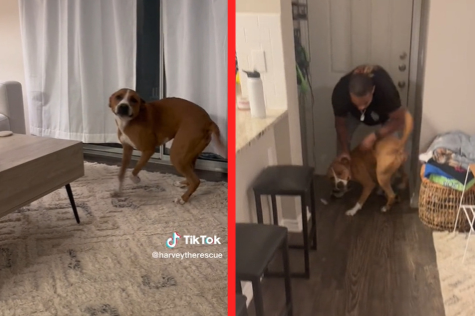 The four-legged friend can hardly wait for his master to come home.