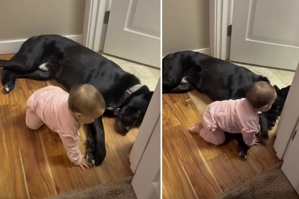 Bosco the dog made sure that the baby didn't crawl out of the room.