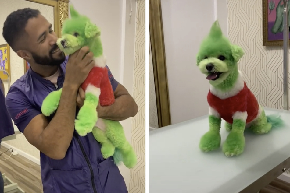 Gabriel Feitosa proudly presents Teddy the dog, whom he transformed into a Grinch.