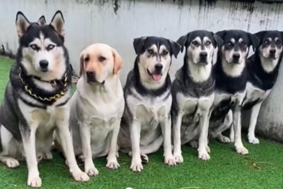 A TikTok video has shown the adorable puppies of a Siberian Husky and a Labrador Retriever, with the precious crew going totally viral!