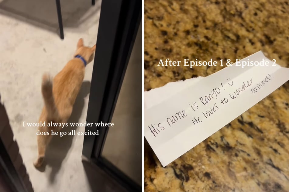 At least Claudia now knows what her cat is up to.