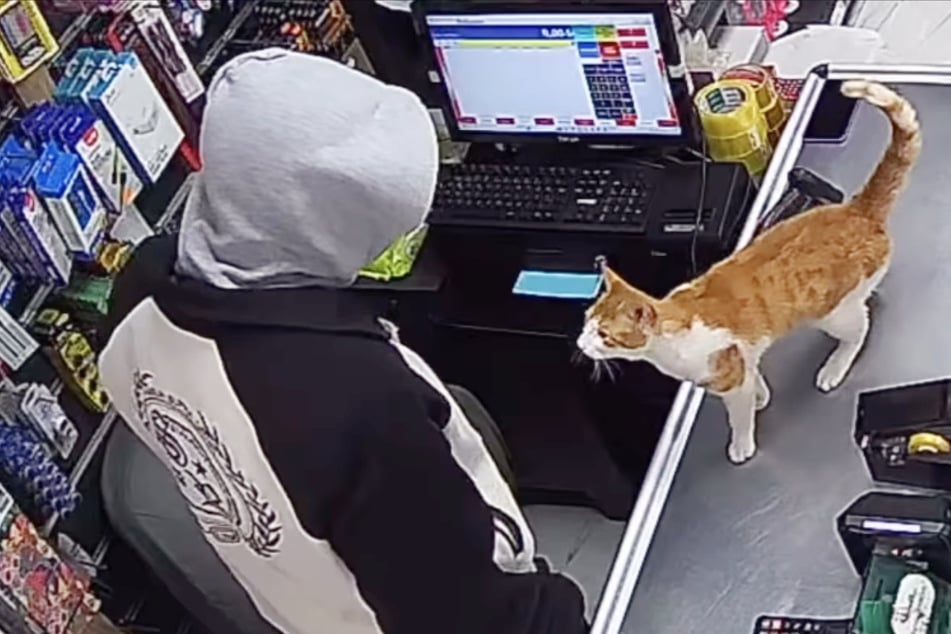Starving cat is fed by kind store owners – and his display of gratitude melts hearts!