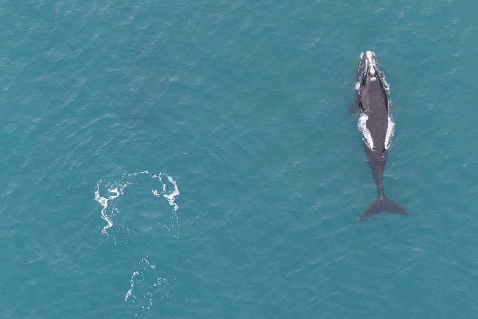 Effort to rescue stranded sei whale in Argentina ends in tragedy
