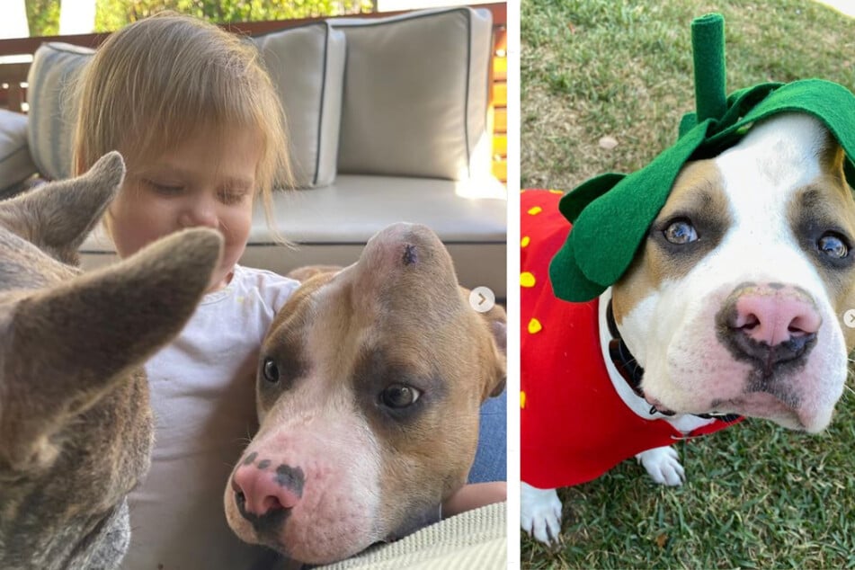 This family decided to take in this very unique looking dog and she's become their best bud!