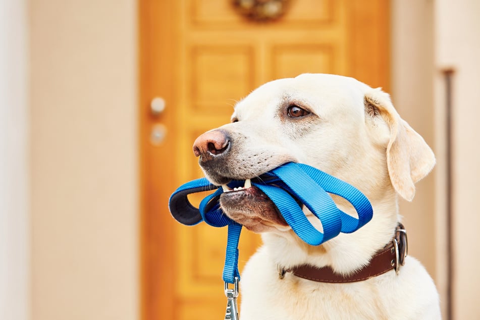 Help! My dog doesn't want to go for a walk – here's what you can do about it