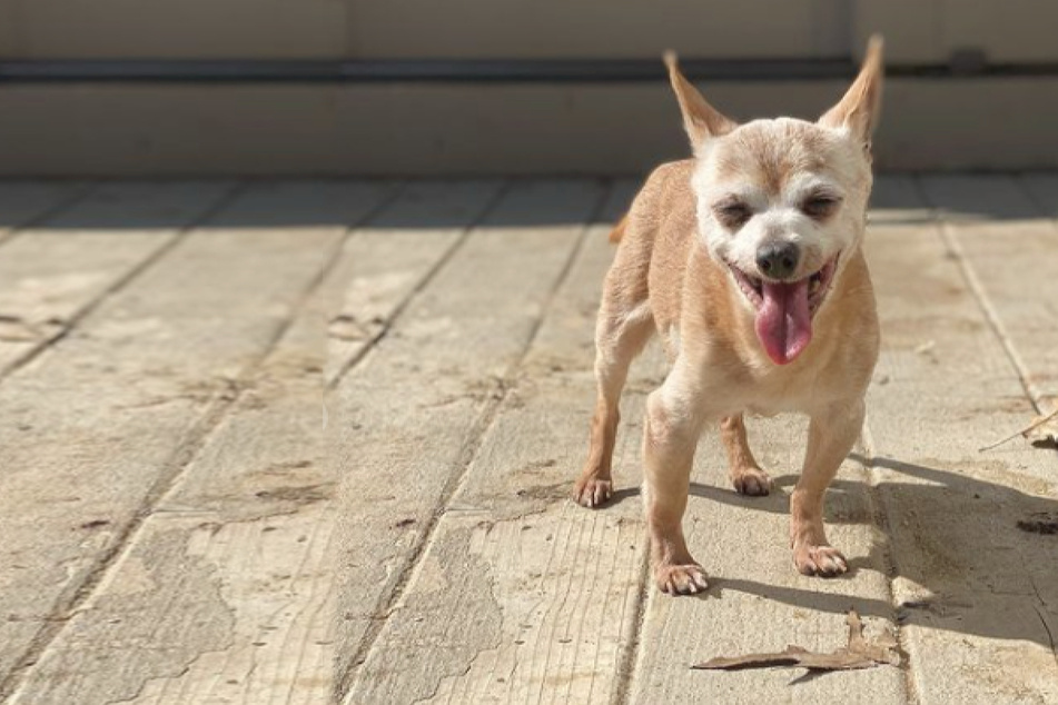 90s pup celebrates big birthday as one of the world's oldest dogs