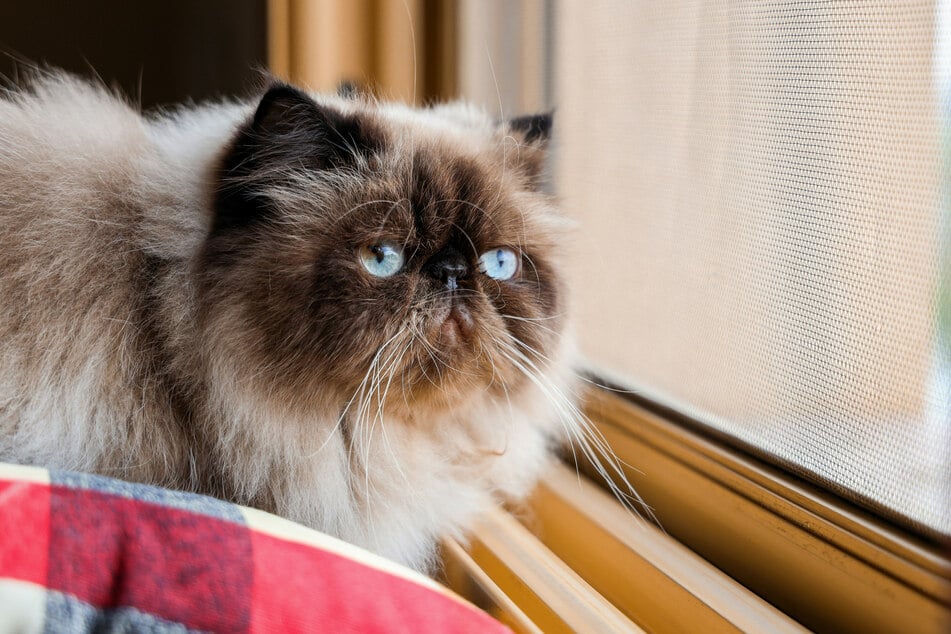 Himalayans might look grumpy, but there's a reason they're so beloved.
