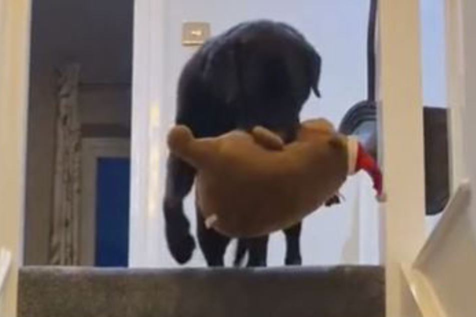 The morning after: Bella brings her teddy back downstairs.