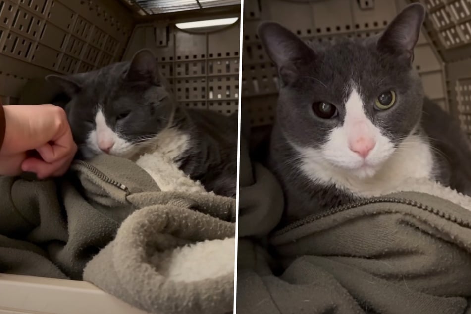Owner leaves cat at shelter – and what workers find in his crate breaks their hearts