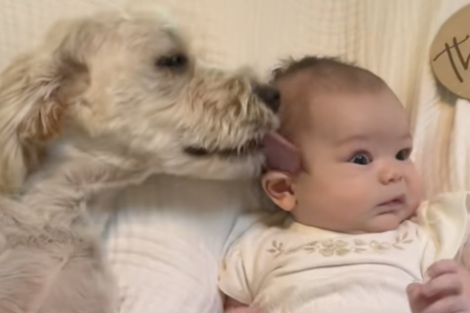 Another video on Arica's profile proves that the sweet bond between the dog and her baby endures!