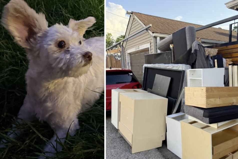 While her three dogs survived the incident unscathed, Elysa lost most of her furniture in the flood.