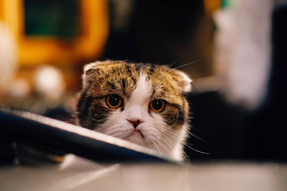 Some jealous cats sulk in silence and let things stew.