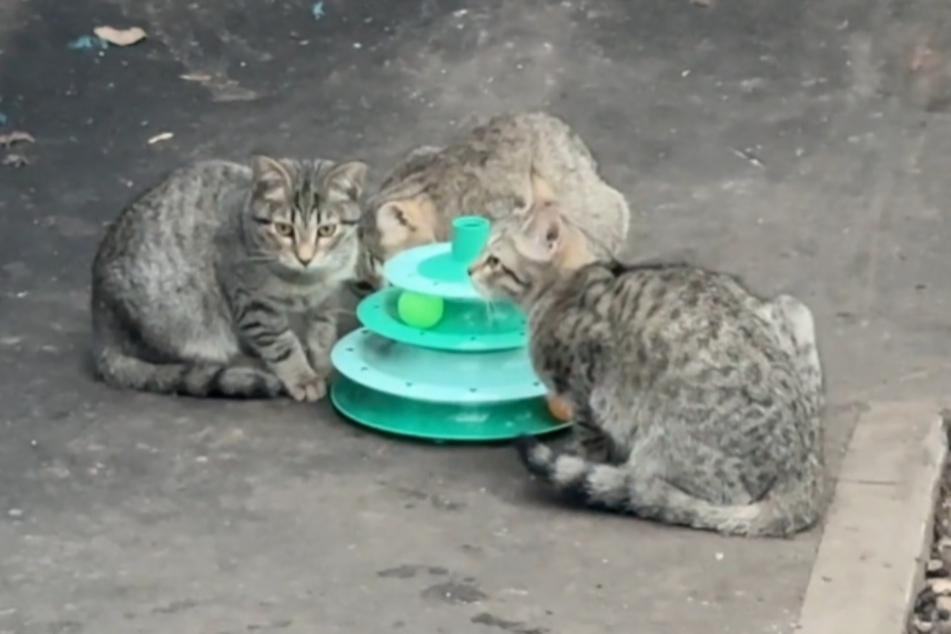 A cat owner found three shy homeless kittens on the street. What she did next warmed the hearts of many internet users!