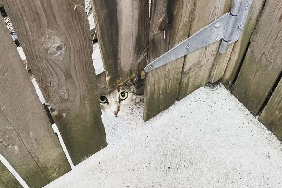 Stray cat rescue changes one man's life completely!