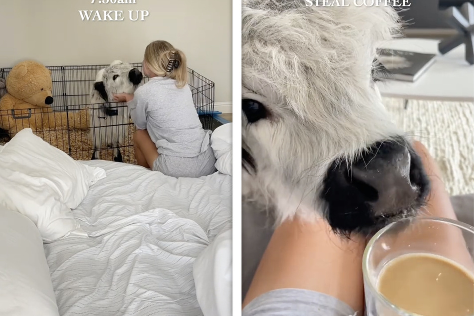 Cow, coffee, and cuddles! Mini calf's sweet morning routine wows TikTok