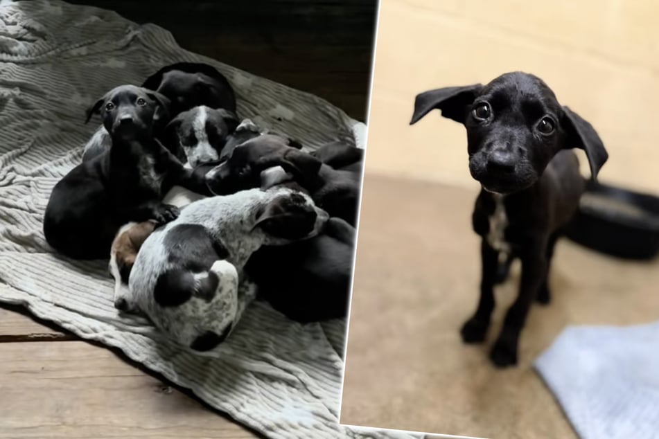 Puppy abandoned in forest with her siblings before rescue – now why won't anyone adopt the dog?