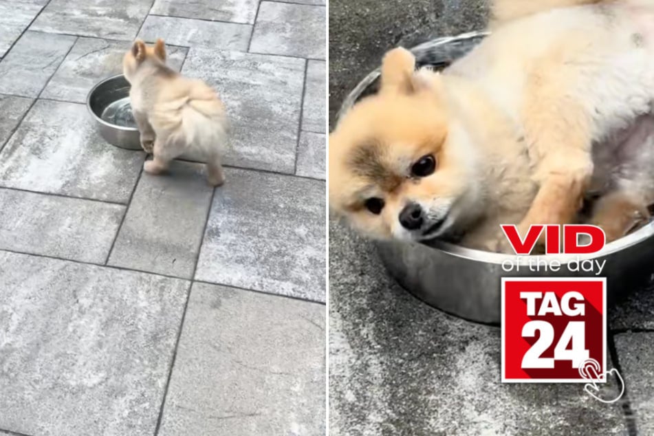 Viral Video of the Day for July 25, 2025: Pomeranian ditches pool for giant water bowl – and instantly regrets it!