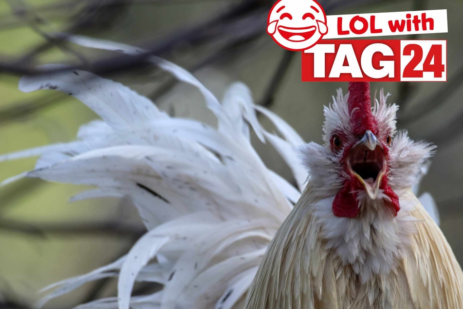 Joke of the Day for April 23, 2025: An animal funny to make you laugh