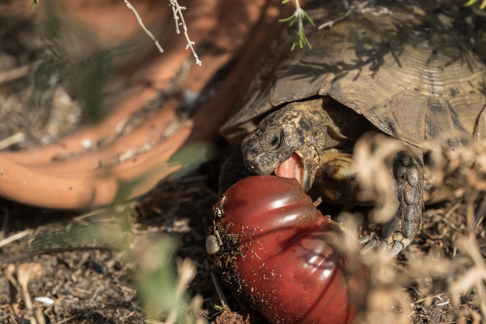 The tortoise was desperate for food after his owner's fled in a hurry due the wildfires ravaging France.