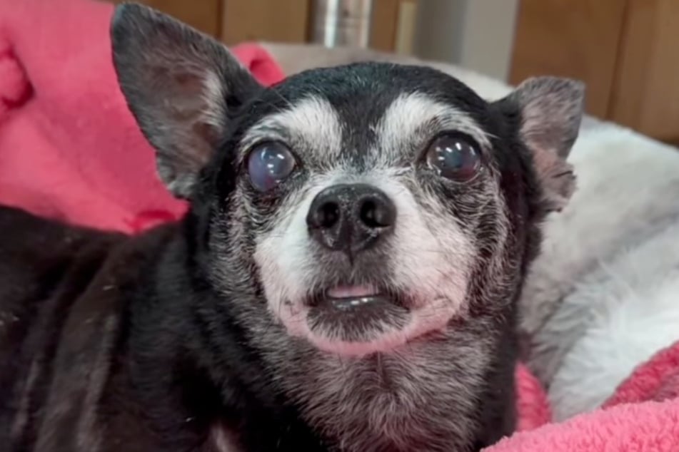 Coral the dog is 15 years old and was recently picked up in Miami.