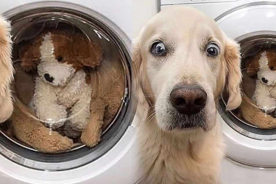 What must this poor pooch be thinking?