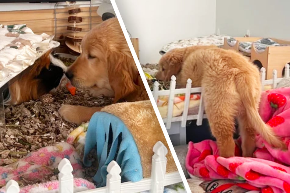 Dog keeps sneaking into guinea pig cage for sweetest reason: "He trusts him completely"