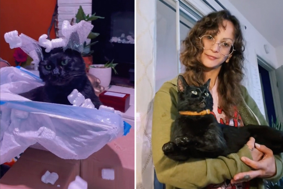 One TikTok user detailed her experience freeze-drying her dead cat, Lokicat, in a video that's gone viral.