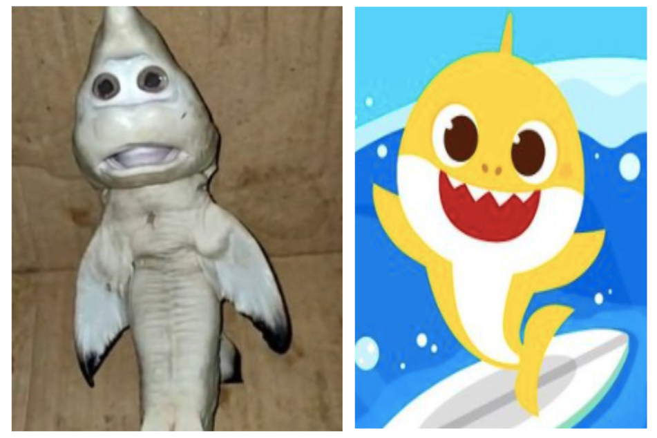 Real-life Baby Shark! Fisherman hooks a crazy cartoonish catch