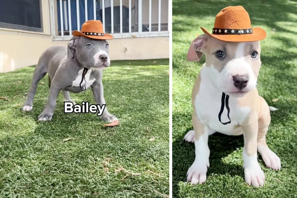 Cowboy hats got these adorable pups noticed.