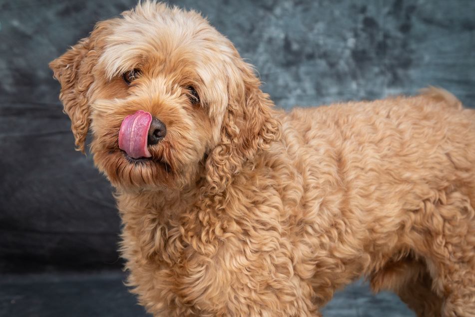 The fab mix of Poodle and Golden Retriever can be just the right dog for a family.