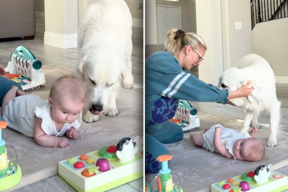 Dog is literally pushed aside by owner while she plays with the baby! His reaction is going viral