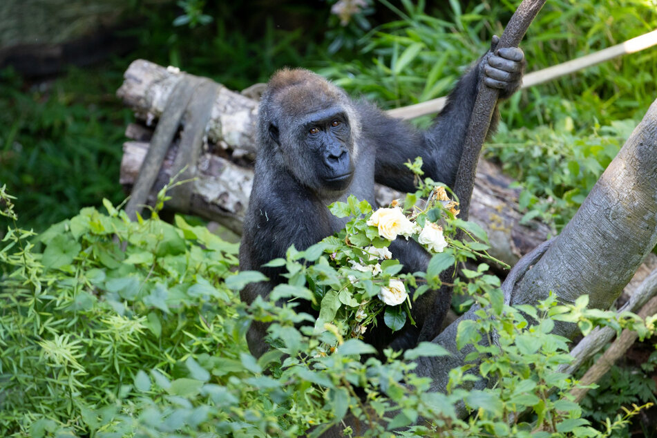 Olympia, pictured before her pregnancy, is currently recovering after her surgery.