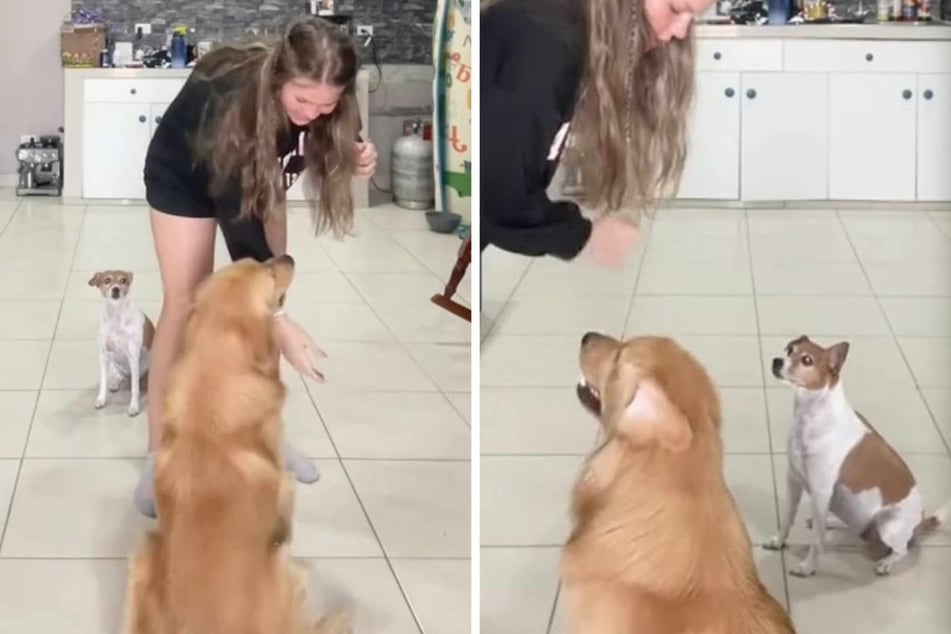 Jack Russell Terrier dog has heartbreaking FOMO during her sibling's training session