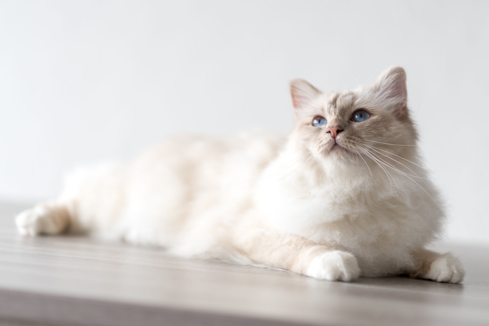 The Burman is a popular cat breed with blue eyes.