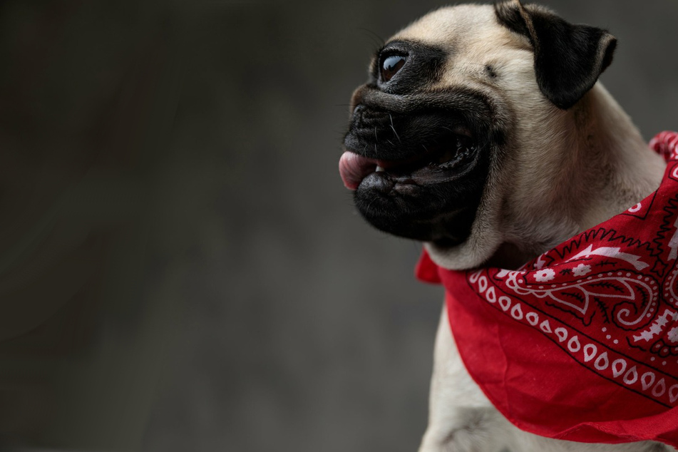 Why do dogs pant? Heres how to calm a heavily breathing pup