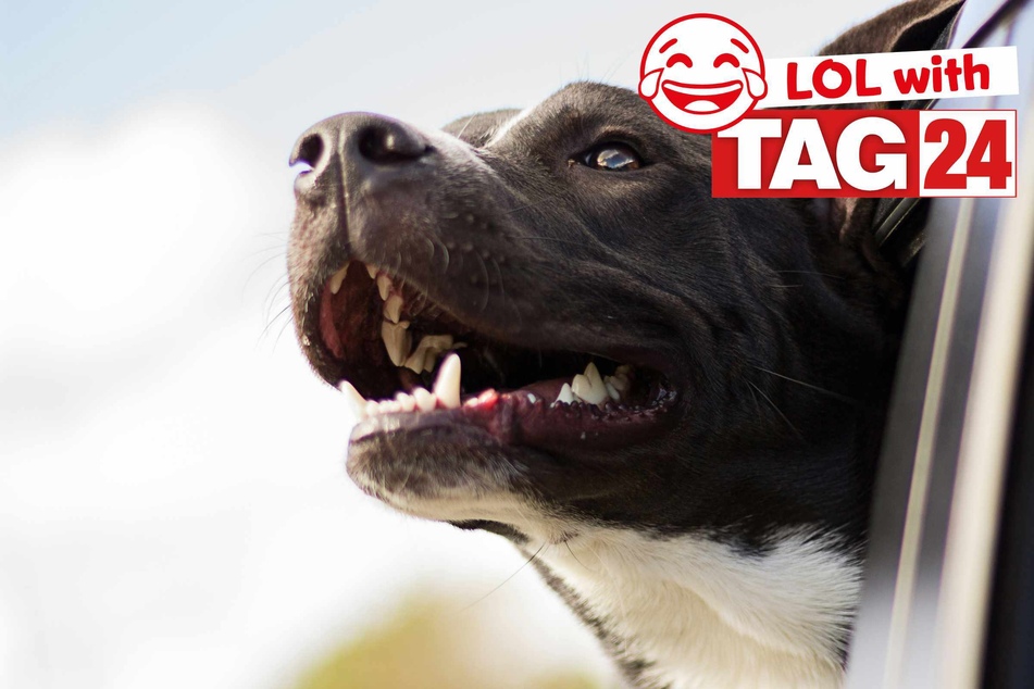 Joke of the Day for May 7, 2026: A dog funny!