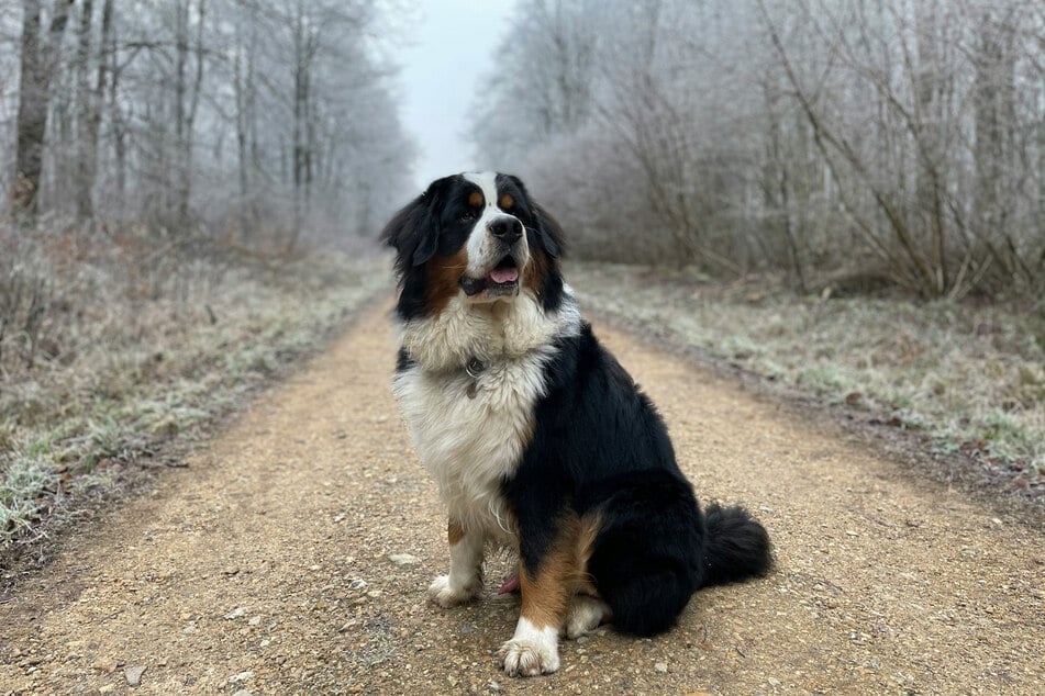 The Newfoundland might be big, but it's a gentle giant.