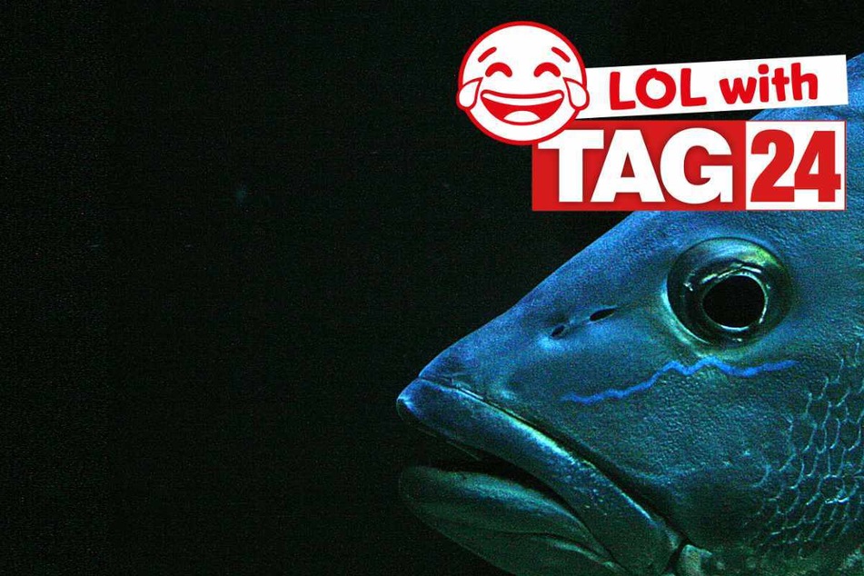 Joke of the Night for February 18, 2025: The best animal jokes to make you laugh
