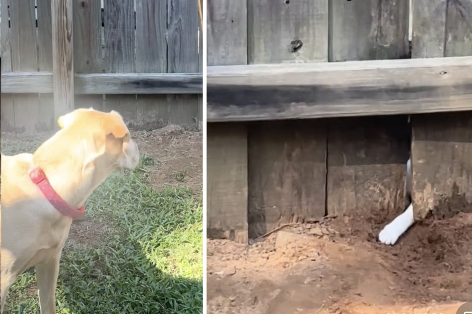 Sandy the dog kept digging around the neighbor's fence for weeks, and her owner finally discovered the reason – a cat!