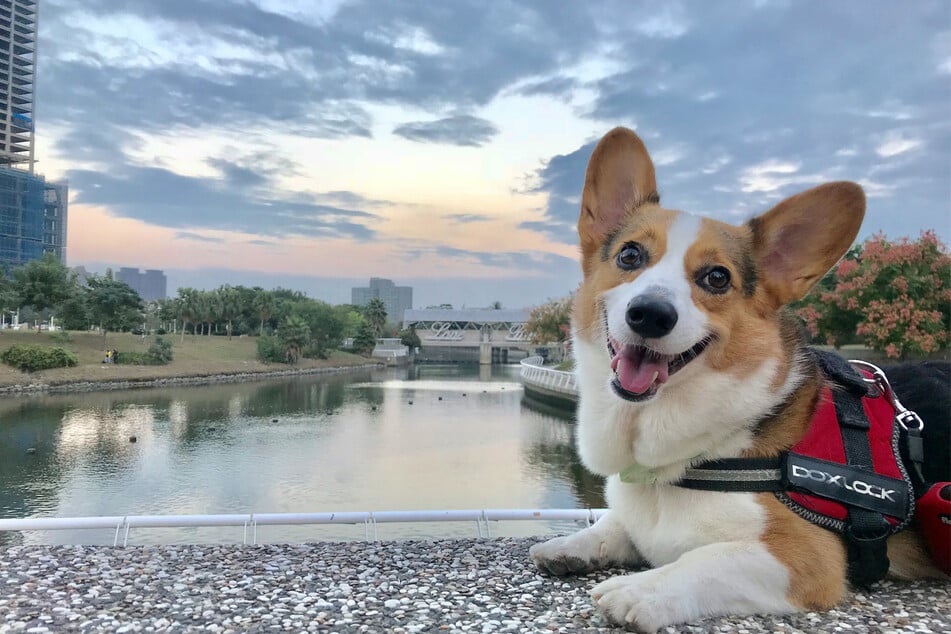 There's a reason why Queen Elizabeth loved Corgis so much.