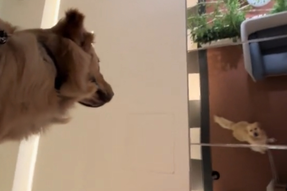 When Nacho the dog looked up at the mirrored ceiling, he saw something very strange... a second Nacho was looking down at him from above!