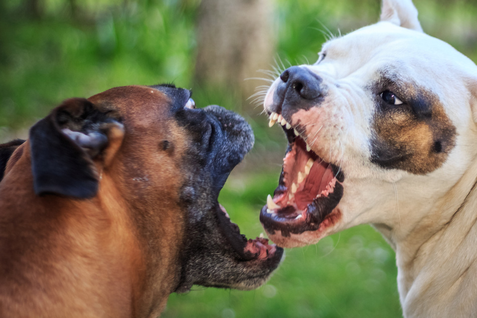 Louisiana man miraculously survives 130 bites in horrific dog attack!