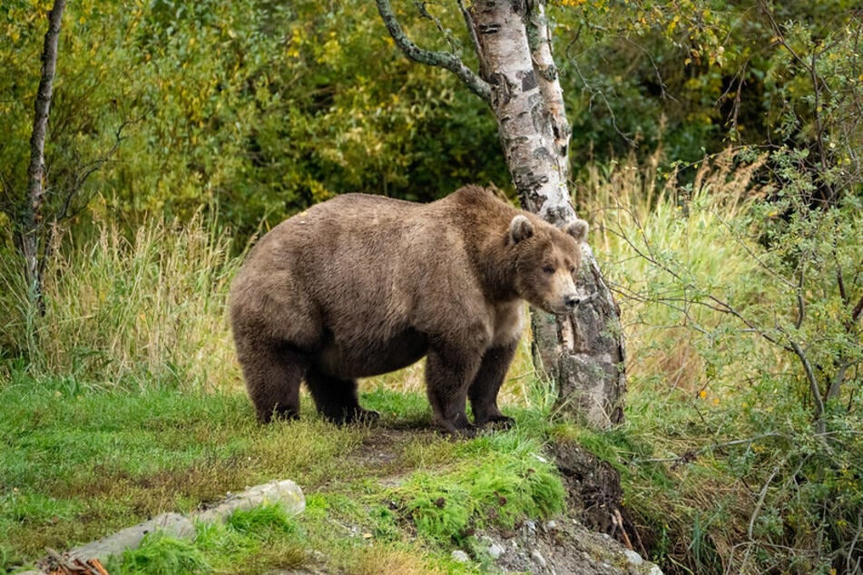 Bear 901 made massive gains this summer, but her rolls weren't enough to get her the crown.