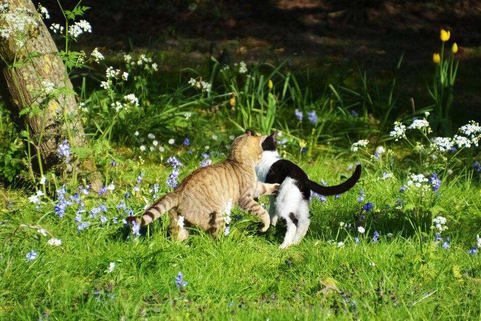 A cat's primordial belly protects its internal organs during a fight.