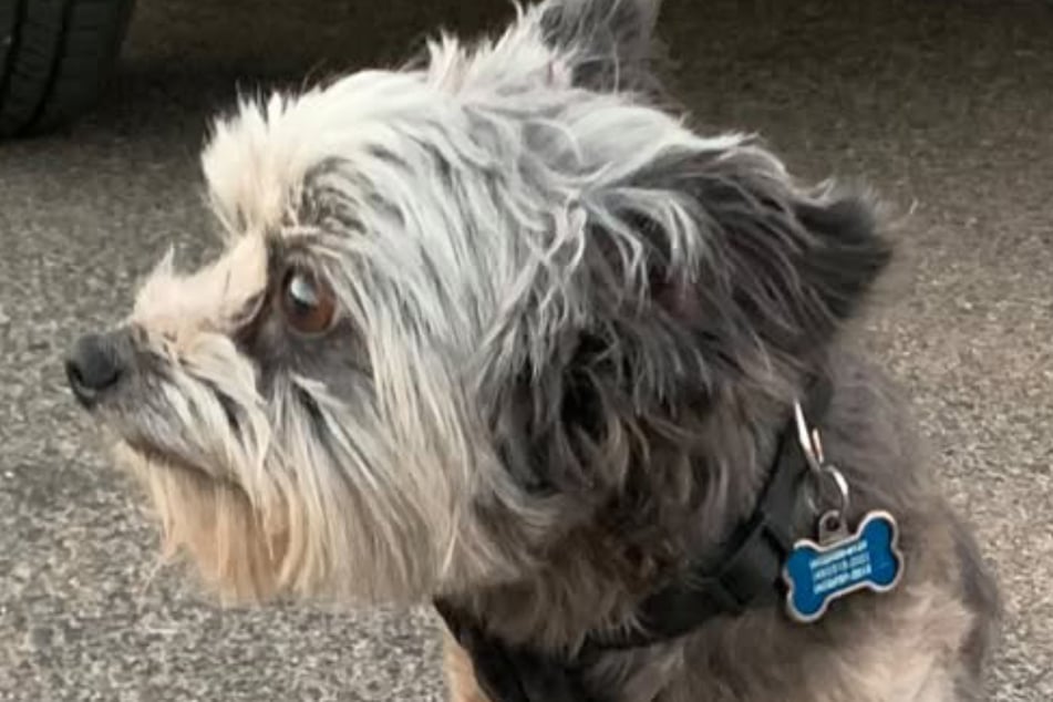An Arizona dog was found 200 miles from home six years after he went missing!