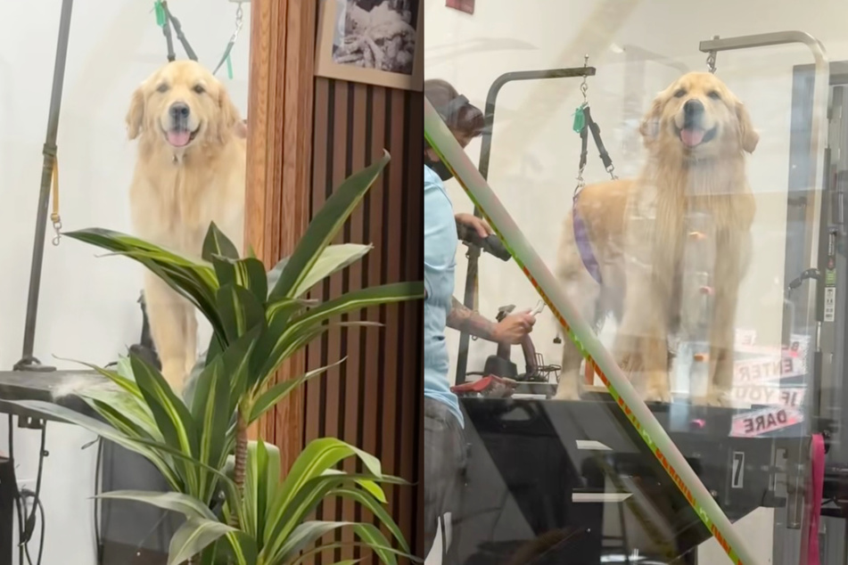 Once Burrow realizes that his mom can watch him during the whole procedure, the dog is much happier.