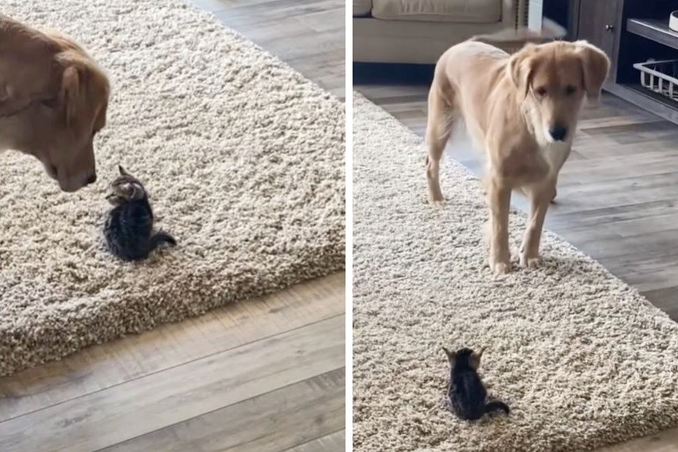 Golden retriever has a hilarious reaction to meeting a tiny kitten!